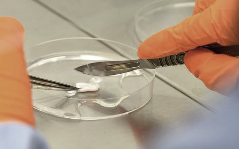 Proteína do sangue do cordão umbilical potencia aprendizagem e memória
